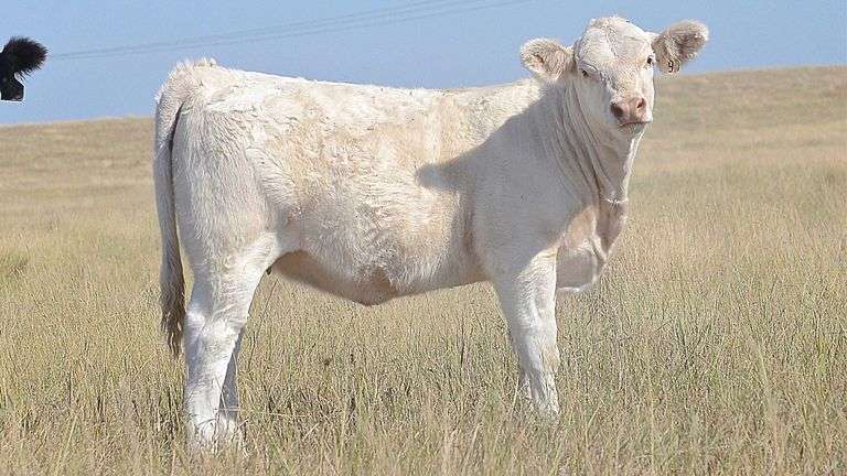 LOT 9 HEIFER