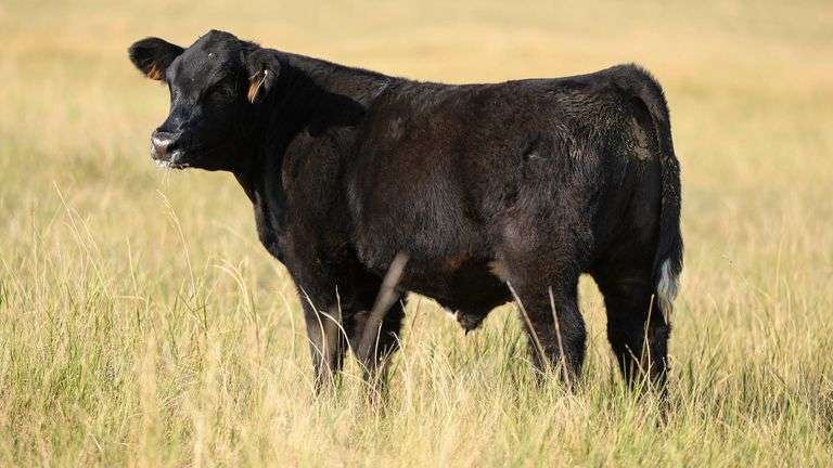 LOT 64 STEER