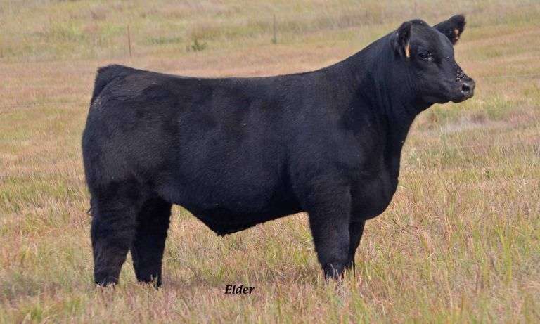 TAG 57 STEER