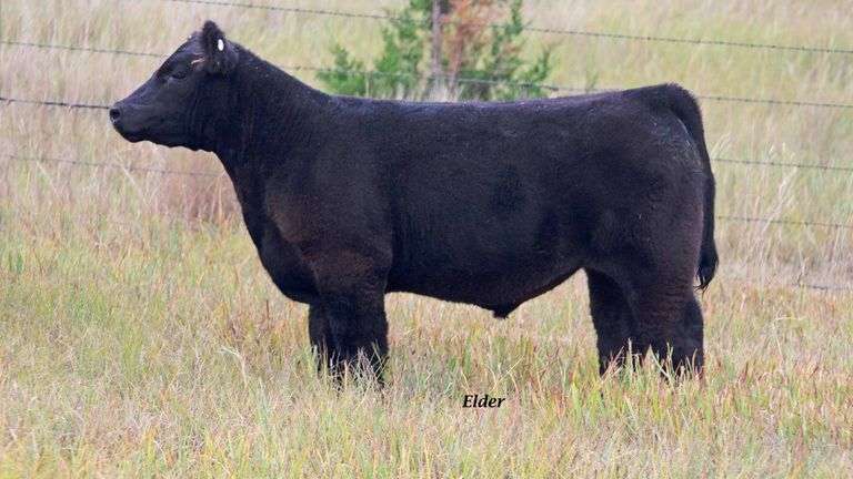 TAG 10 STEER