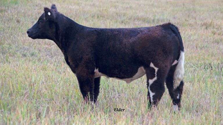 TAG 5 STEER