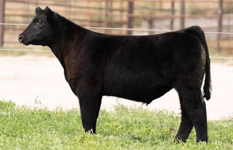 TAG 1-301 STEER