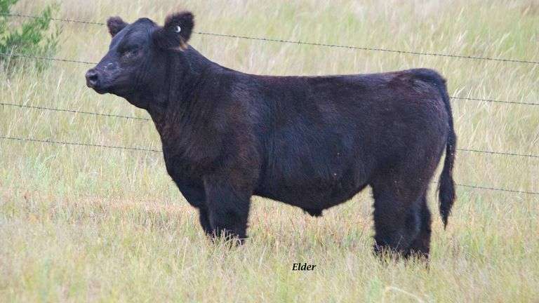 TAG 30 STEER