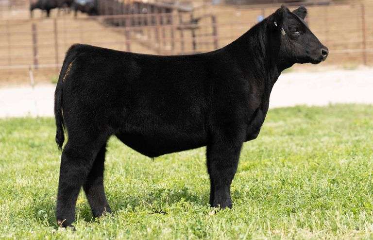 TAG F826 STEER