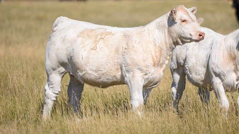 LOT 16 HEIFER