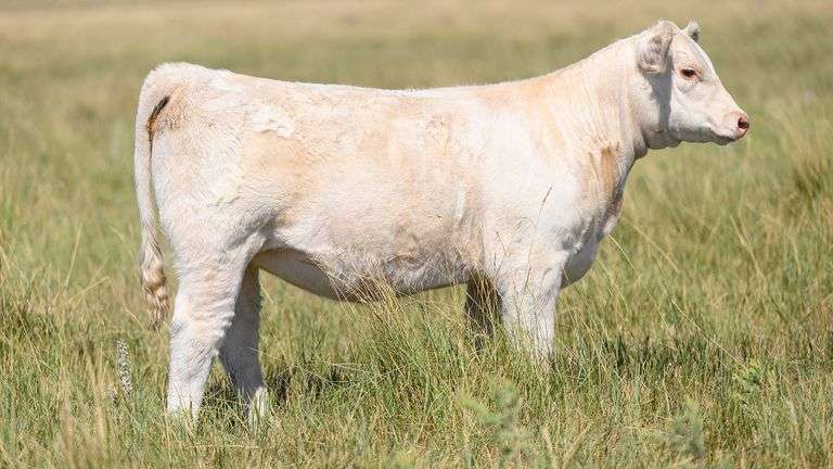 LOT 5 HEIFER