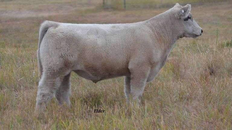 TAG 44 STEER