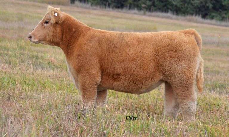TAG 11 HEIFER