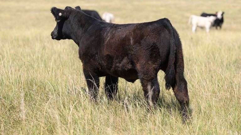 LOT 73 STEER