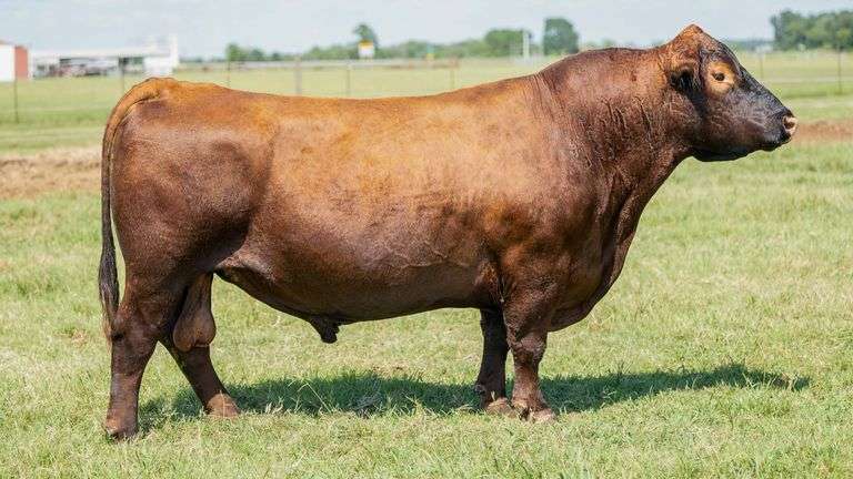 BIRKHEAD RED AIR FORCE 505D B SEMEN