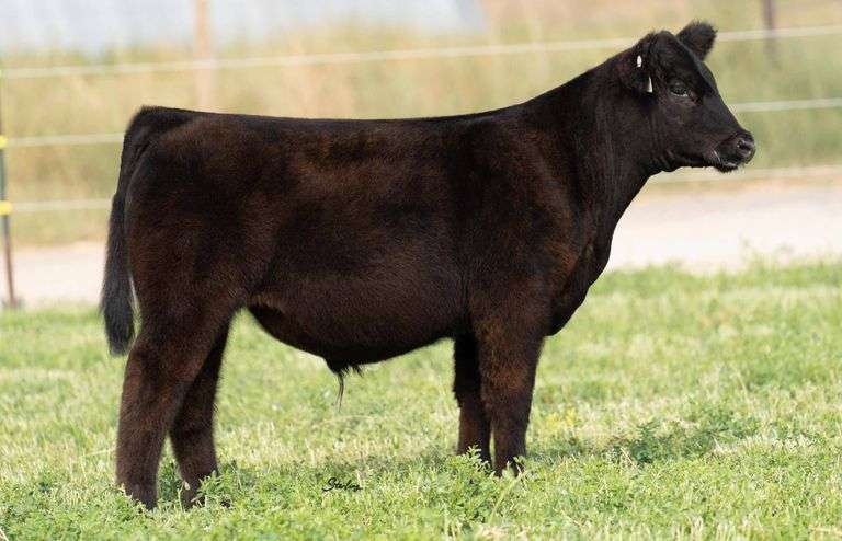 TAG 404 STEER