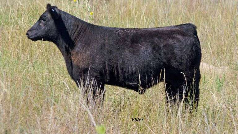TAG 7 STEER