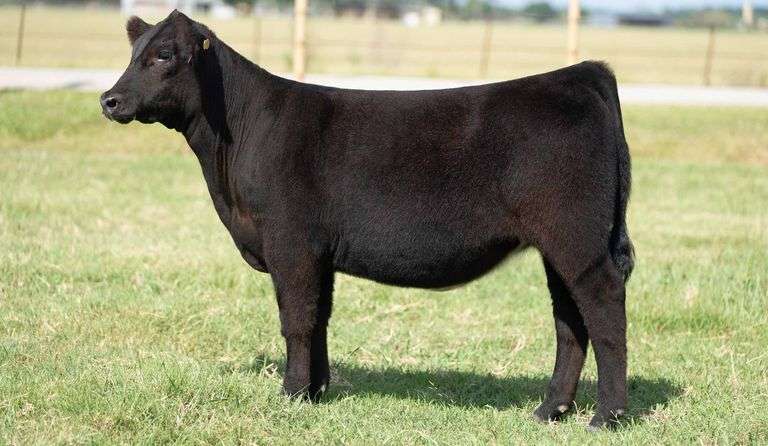 TAG 281 HEIFER