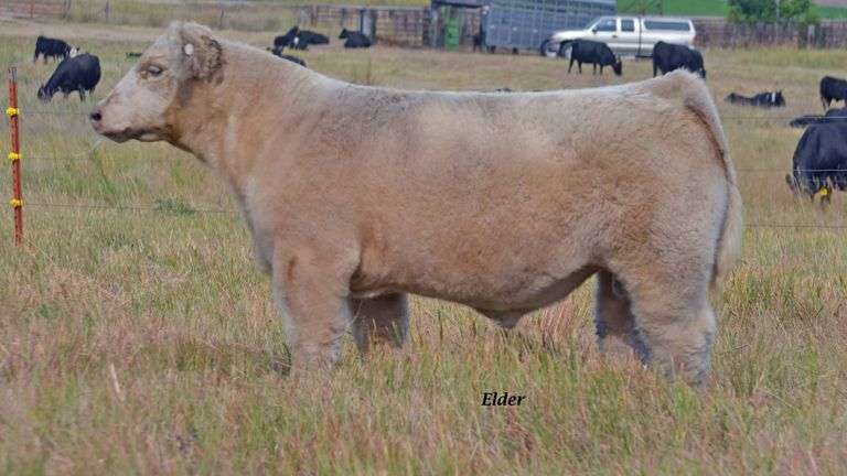 TAG 65 BULL