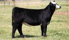 TAG 50 HEIFER