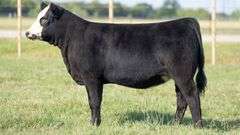 TAG 194 HEIFER
