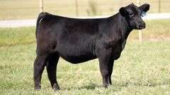 TAG 435 HEIFER