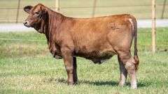 TAG 2522 HEIFER