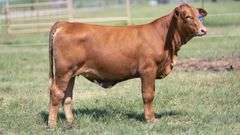 TAG 422 HEIFER