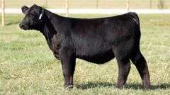 TAG 435 HEIFER