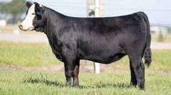 TAG 25 HEIFER