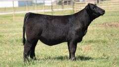 TAG 435 HEIFER