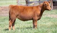 TAG 206 HEIFER