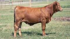 TAG 422 HEIFER