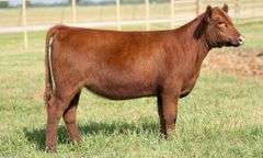 TAG 203 HEIFER