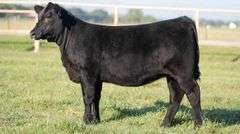 TAG 104 HEIFER
