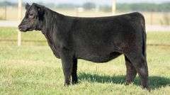 TAG 1122 HEIFER