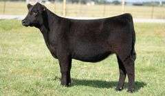 TAG 281 HEIFER