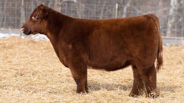 TAG 258 HEIFER