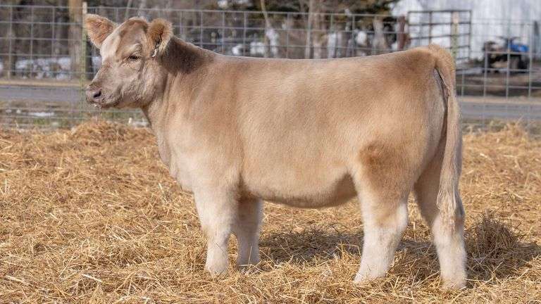 TAG 260 HEIFER