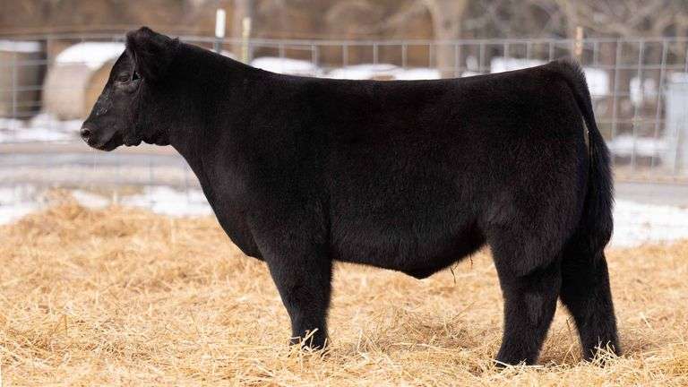 TAG 246 STEER