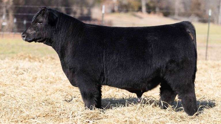 TAG 120 BULL