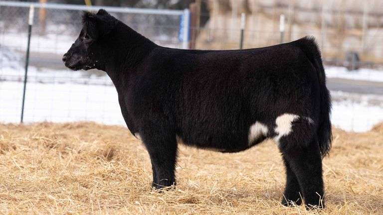 TAG 256 HEIFER