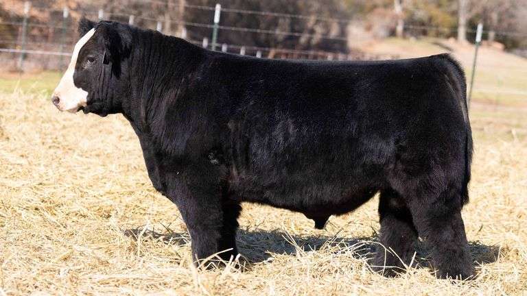 TAG 118 BULL