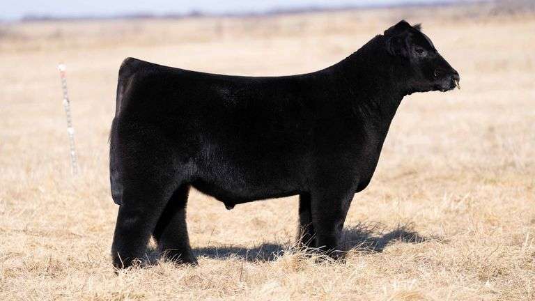24 KARAT X ALLIE BULL