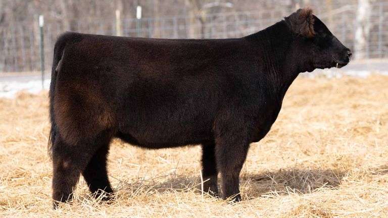TAG 261 HEIFER