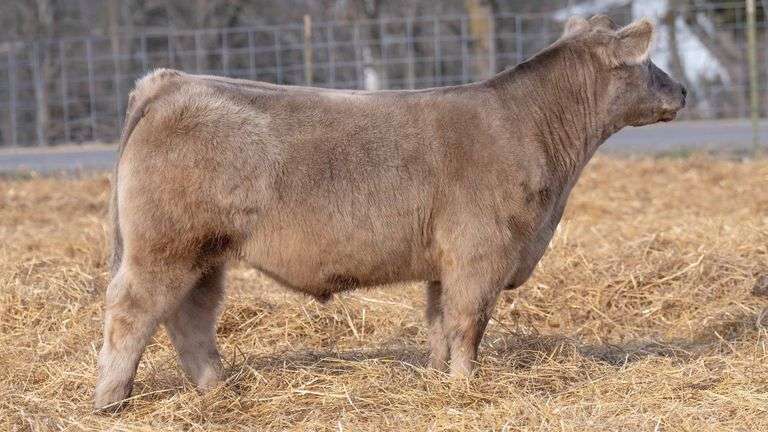 TAG 252 STEER