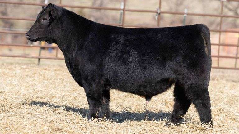 TAG 123 BULL