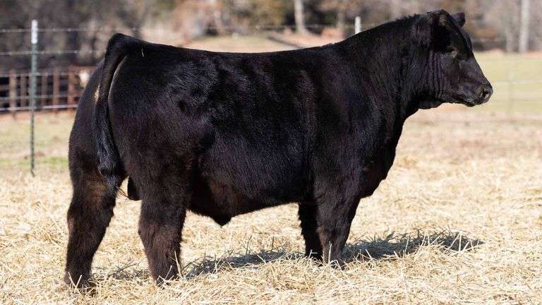 TAG 122 BULL