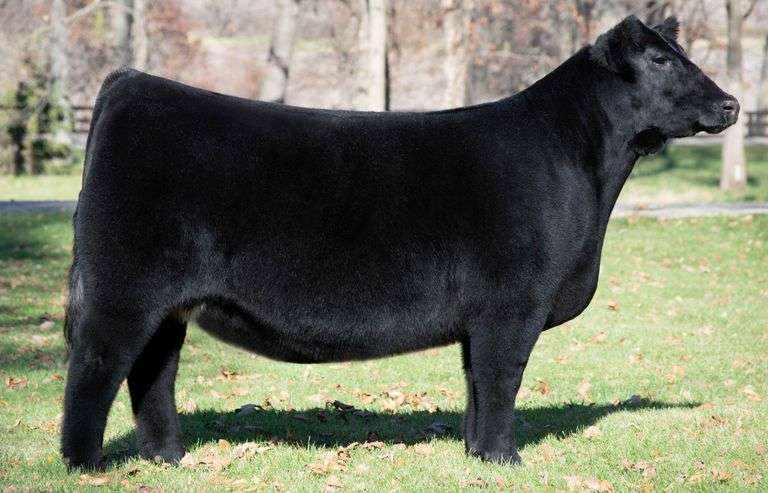 HGTA X ALLIE B EMBRYOS