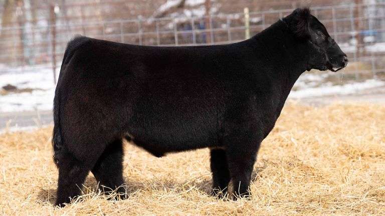 TAG 249 STEER