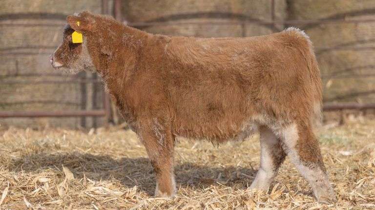 TAG 648 HEIFER