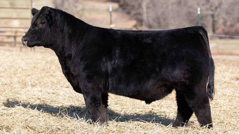 TAG 124 BULL