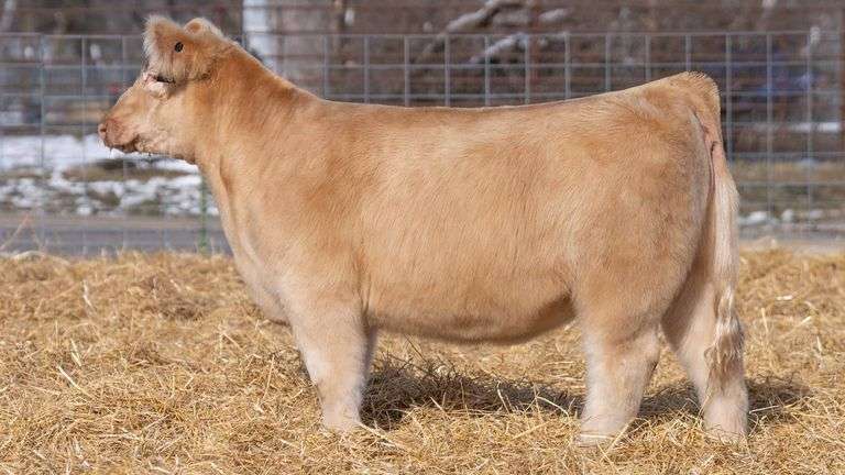 TAG 259 HEIFER