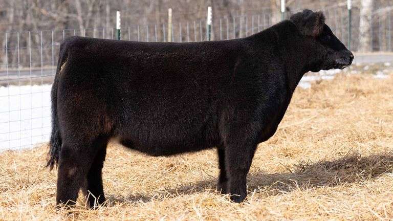 TAG 262 HEIFER