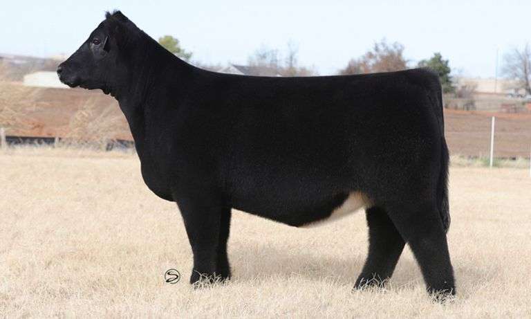 HGTA X ALLIE A EMBRYOS